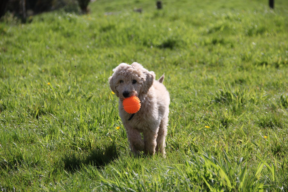 A curly-haired dog carrying an orange ball across the grass