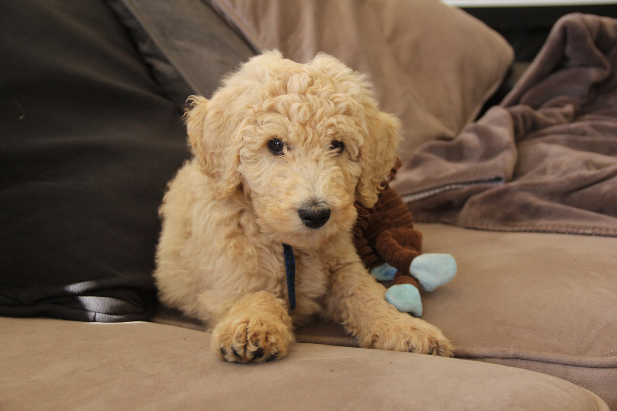 Curly-haired puppy resting on a sofa